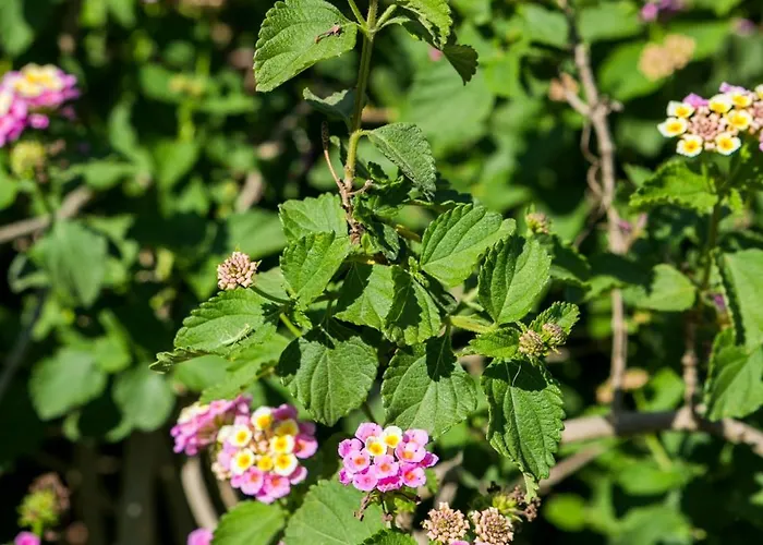 Moulinos Kefalonia Διαμέρισμα Kardhakáta