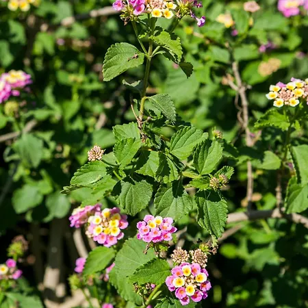 Moulinos Kefalonia Διαμέρισμα Kardhakáta